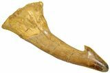 Fossil Sawfish (Onchopristis) Rostral Barb - Morocco #250873-1